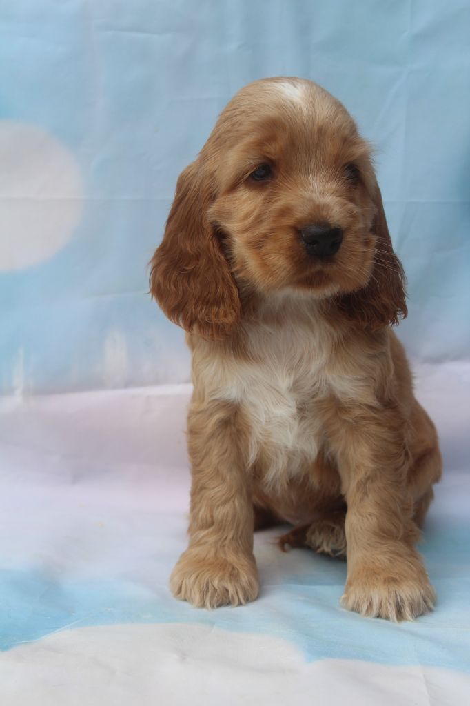of caniland's dream - Chiots disponibles - Cocker Spaniel Anglais