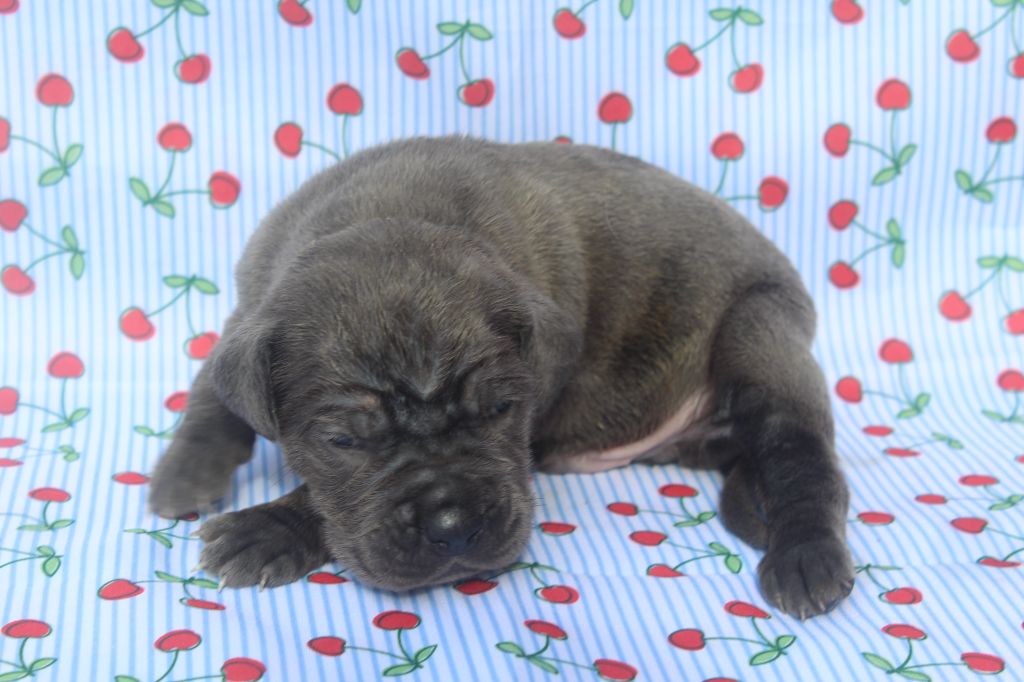 of caniland's dream - Chiots disponibles - Cane Corso