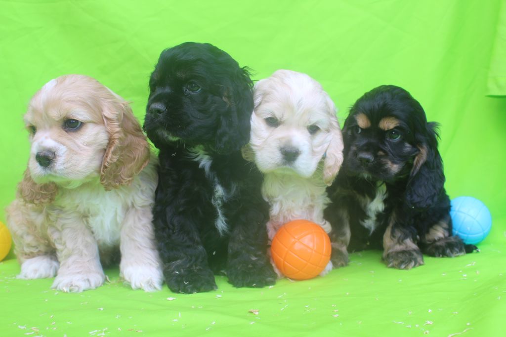 Chiot American Cocker Spaniel of caniland's dream