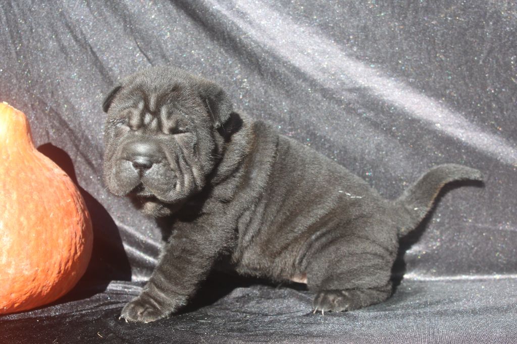 of caniland's dream - Chiots disponibles - Shar Pei