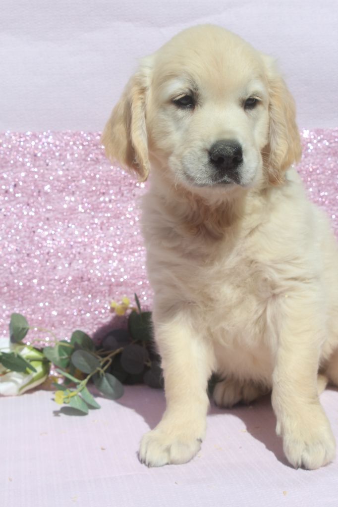 of caniland's dream - Chiots disponibles - Golden Retriever