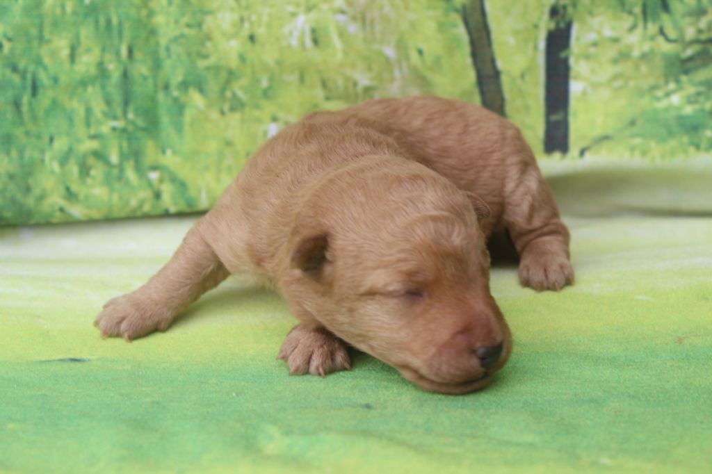 of caniland's dream - Chiots disponibles - Lakeland Terrier