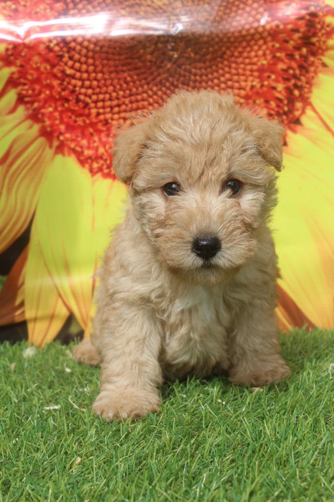 of caniland's dream - Chiots disponibles - Lakeland Terrier