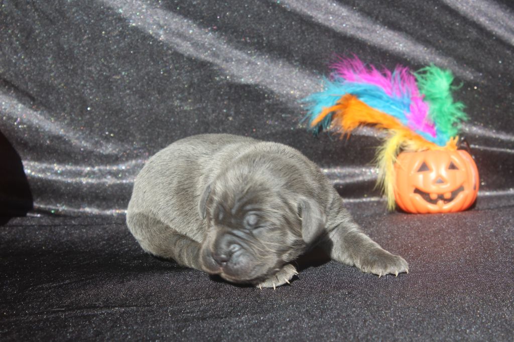 of caniland's dream - Chiots disponibles - Cane Corso
