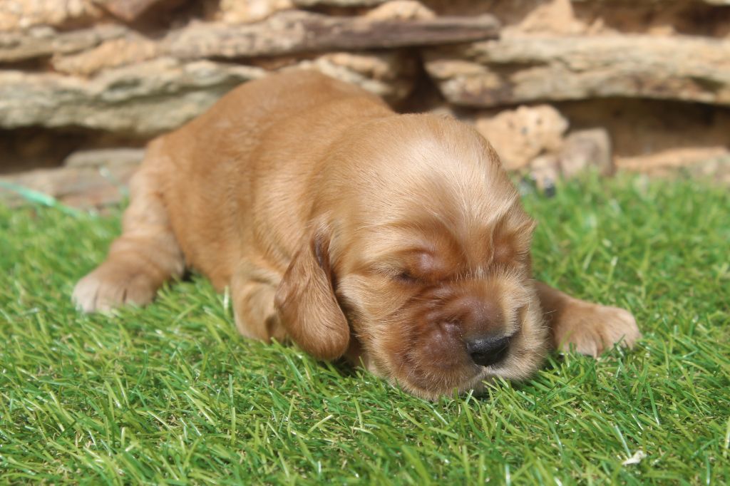 of caniland's dream - Chiots disponibles - Cocker Spaniel Anglais