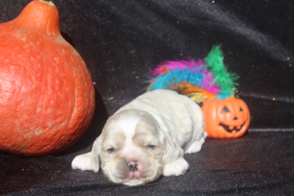 of caniland's dream - Chiots disponibles - American Cocker Spaniel