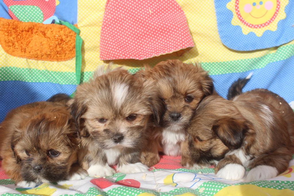 Chiot Lhassa Apso of caniland's dream