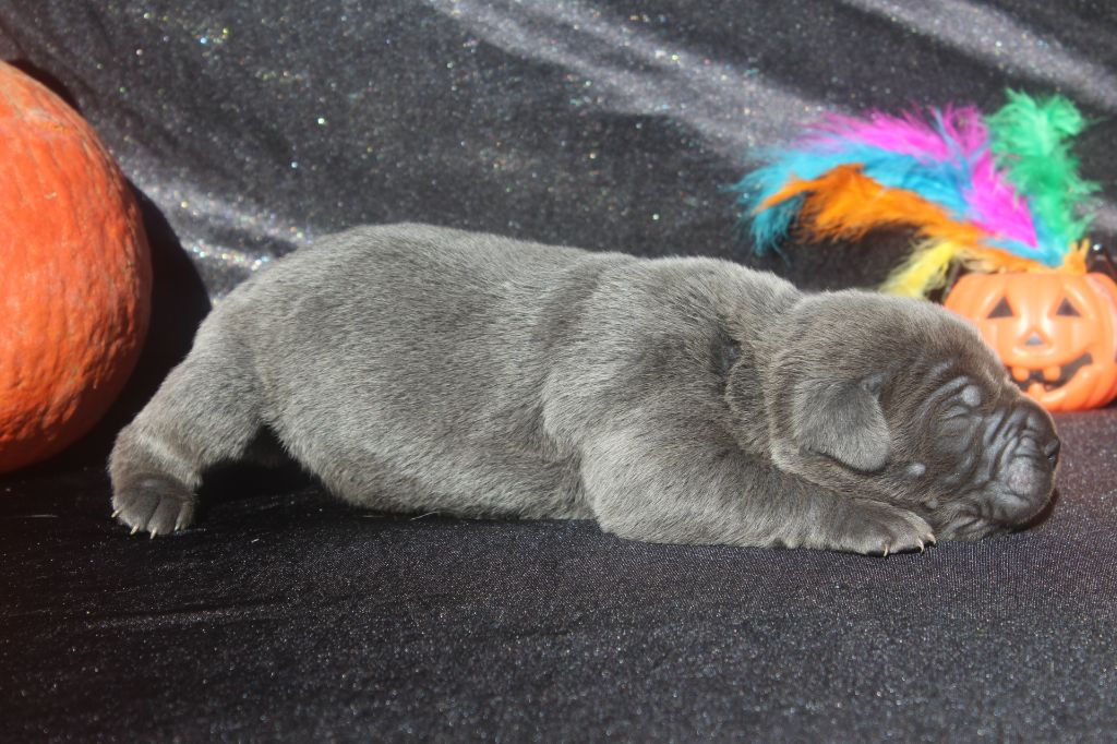 of caniland's dream - Chiots disponibles - Cane Corso