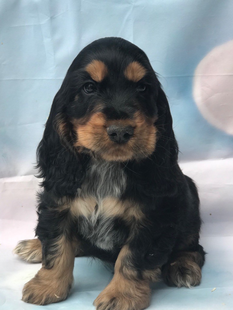 of caniland's dream - Chiots disponibles - Cocker Spaniel Anglais