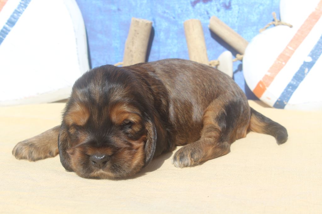 of caniland's dream - Chiots disponibles - Cocker Spaniel Anglais