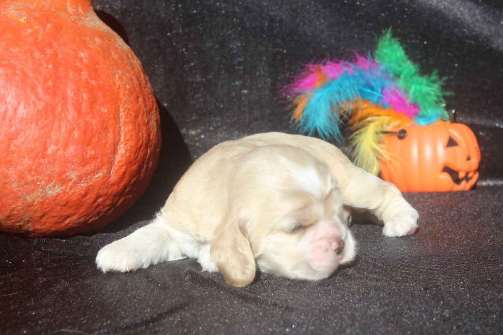 of caniland's dream - Chiots disponibles - American Cocker Spaniel