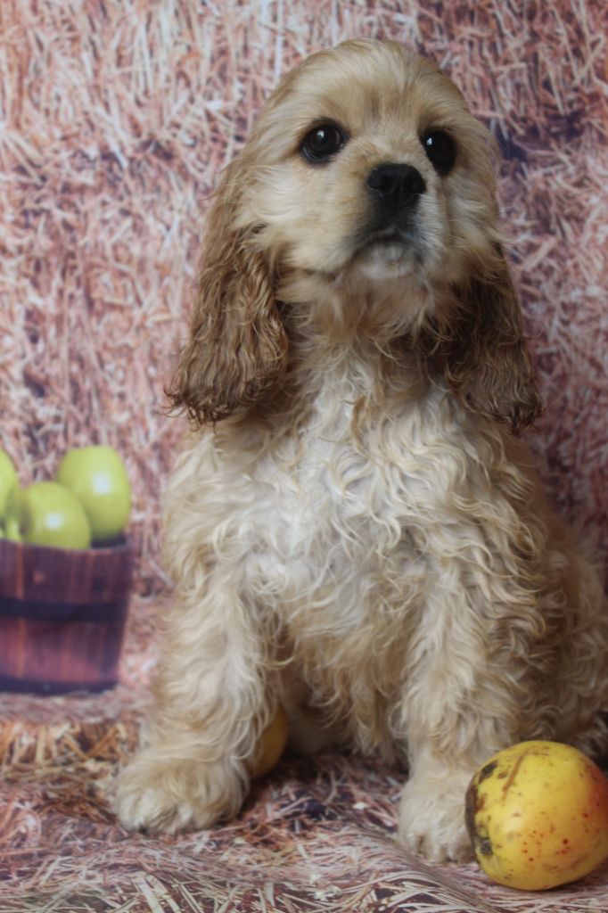 of caniland's dream - Chiots disponibles - American Cocker Spaniel