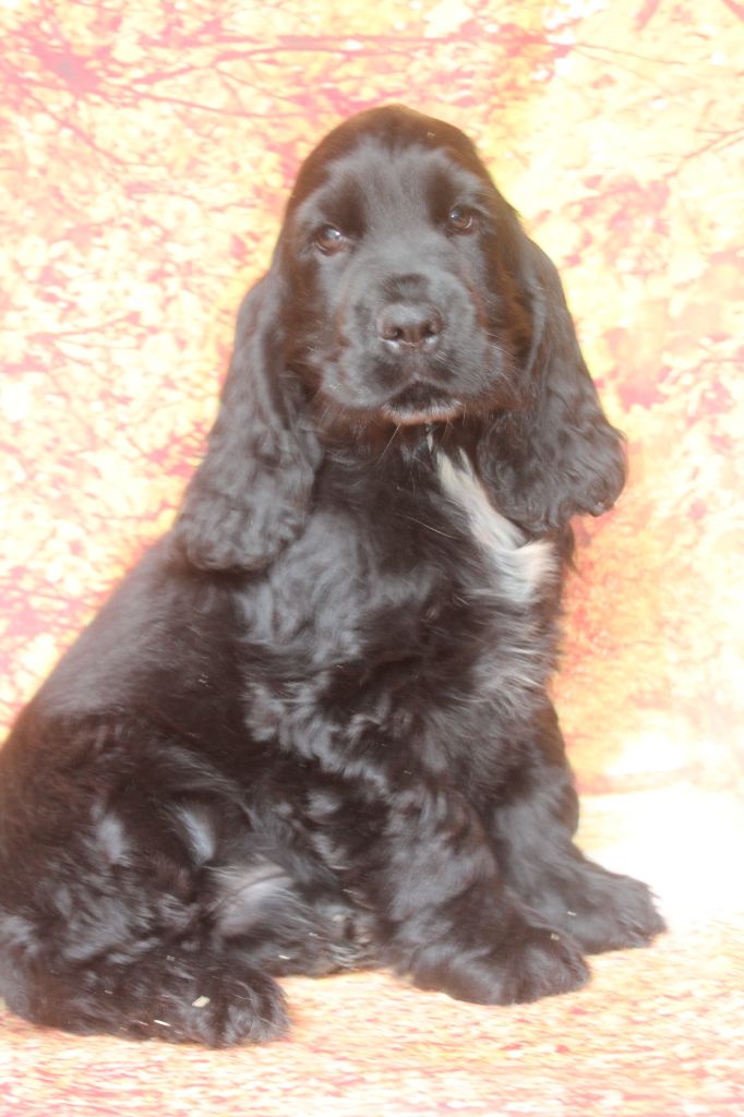 of caniland's dream - Chiots disponibles - Cocker Spaniel Anglais