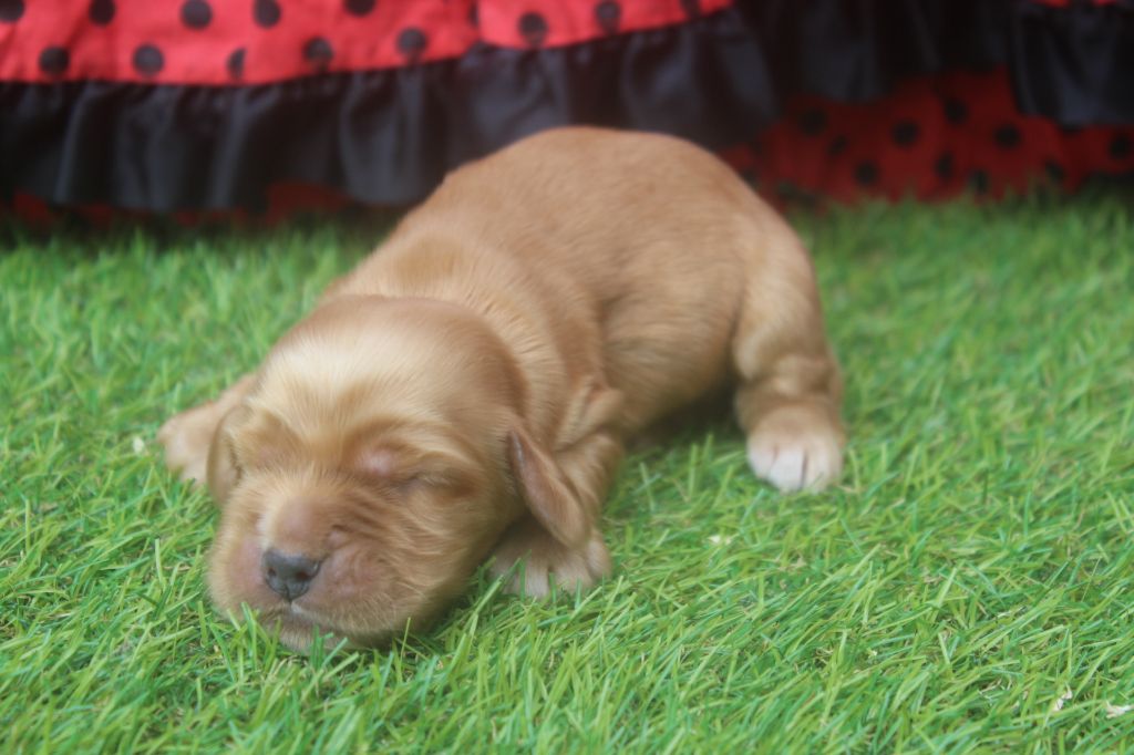 of caniland's dream - Chiots disponibles - Cocker Spaniel Anglais