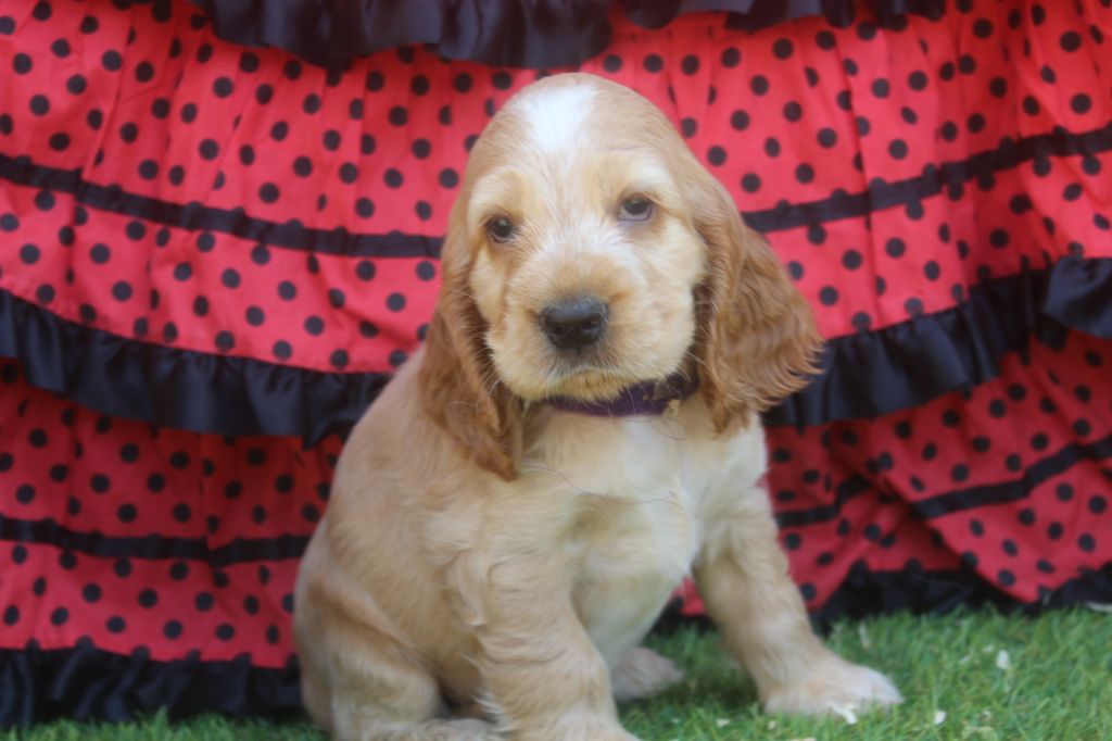 of caniland's dream - Chiots disponibles - Cocker Spaniel Anglais