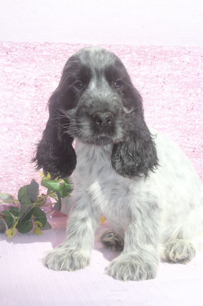 of caniland's dream - Chiots disponibles - Cocker Spaniel Anglais