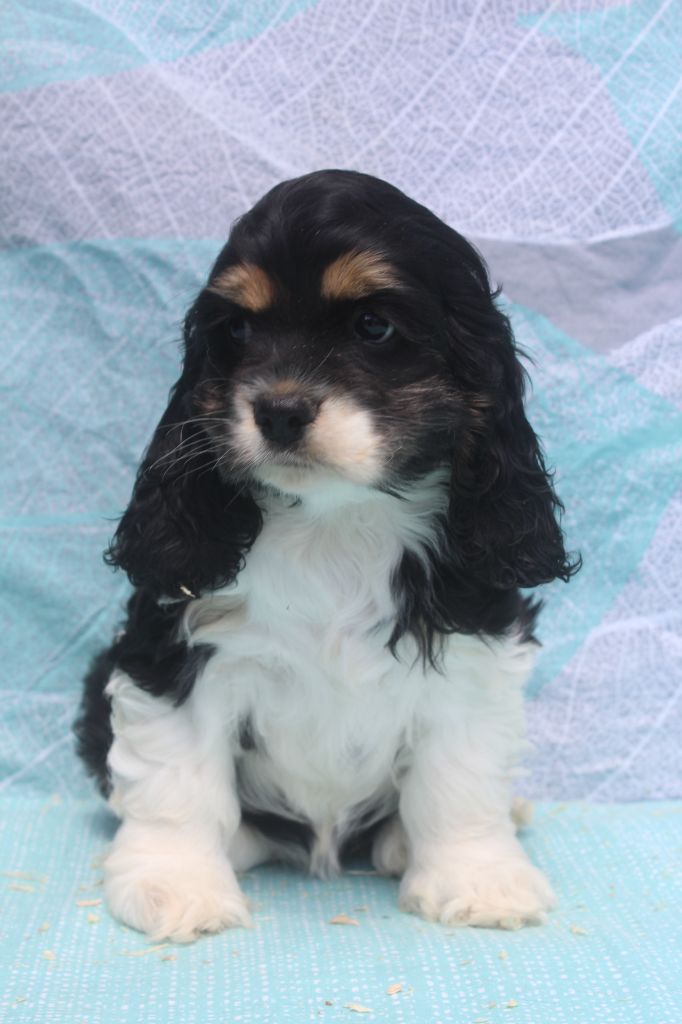 of caniland's dream - Chiots disponibles - American Cocker Spaniel