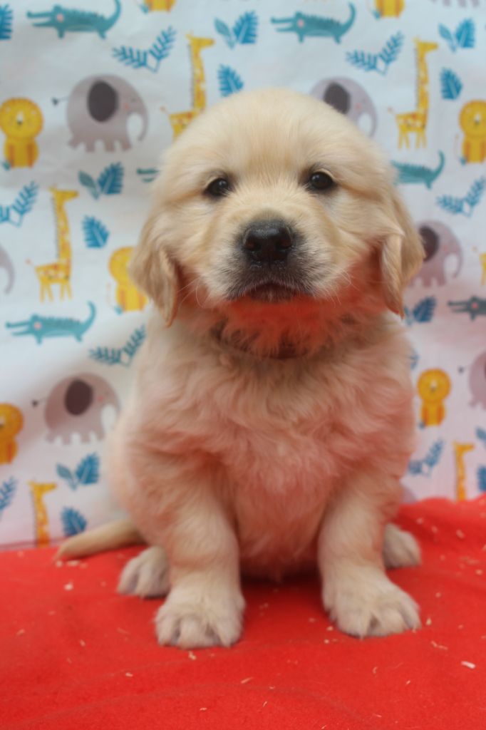 of caniland's dream - Chiots disponibles - Golden Retriever
