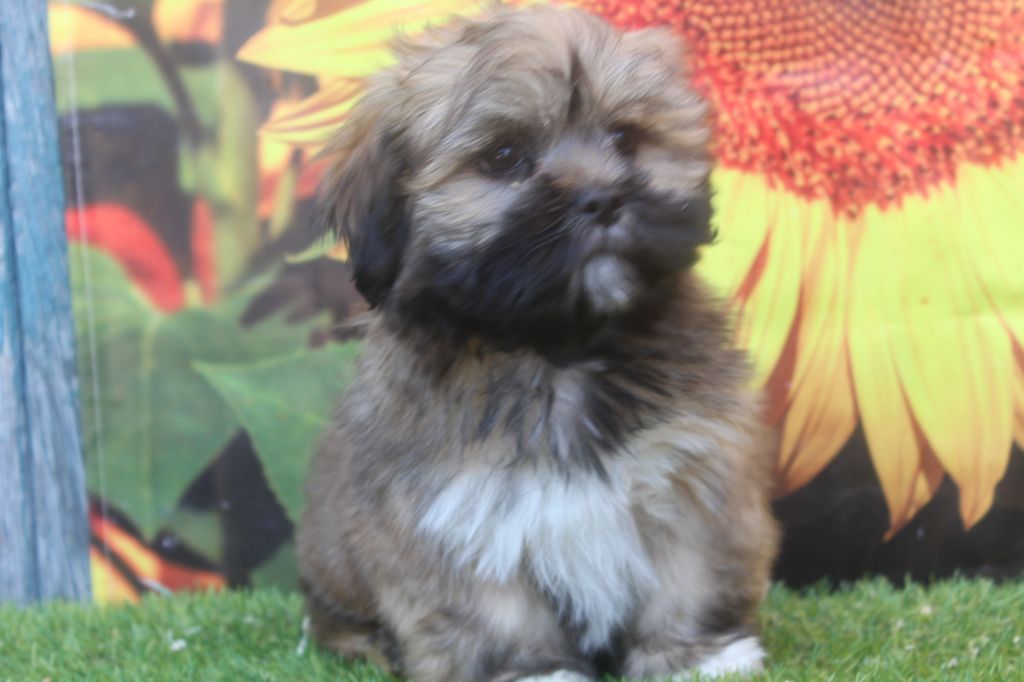 of caniland's dream - Chiots disponibles - Lhassa Apso