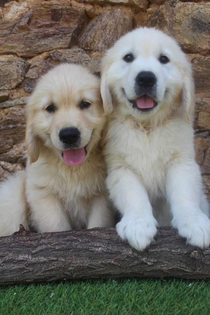 of caniland's dream - Golden Retriever - Portée née le 22/04/2025