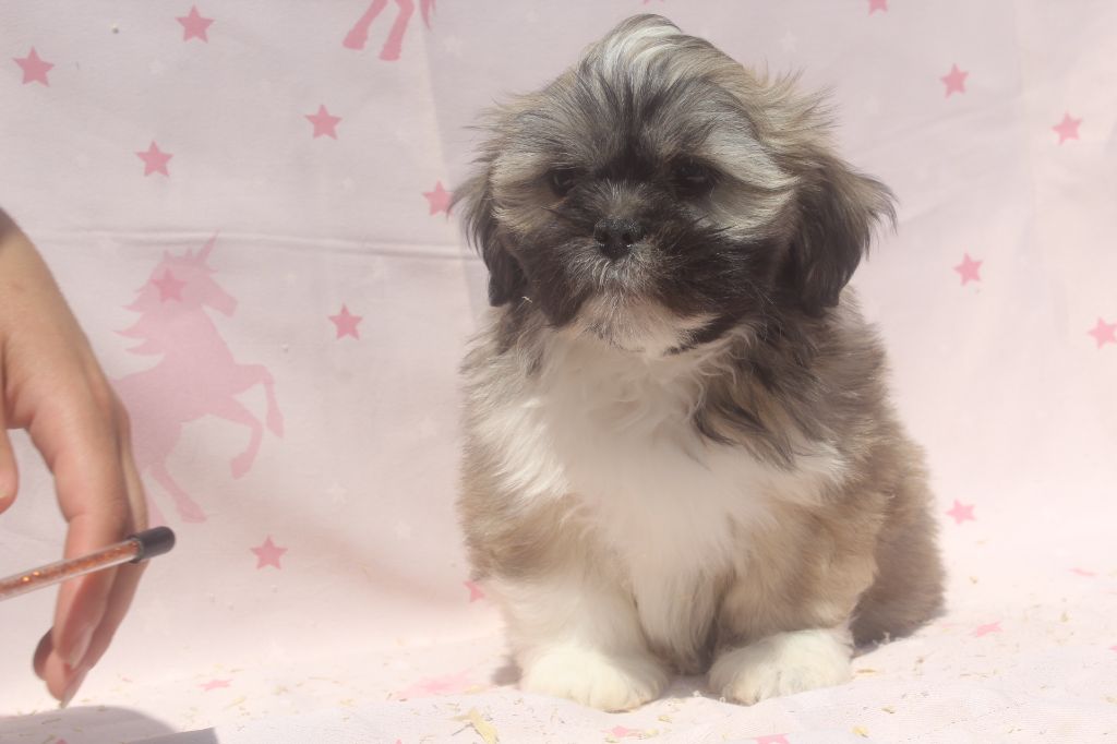 of caniland's dream - Chiots disponibles - Lhassa Apso