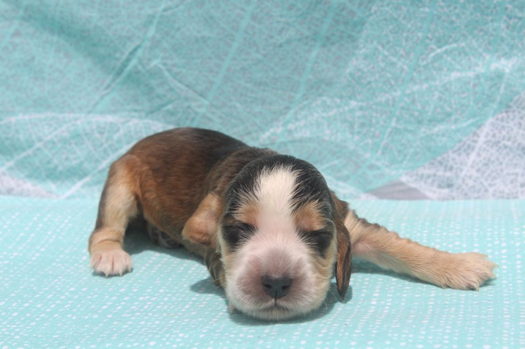 of caniland's dream - Chiots disponibles - Cocker Spaniel Anglais