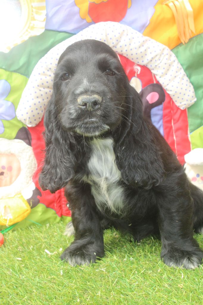 of caniland's dream - Chiots disponibles - Cocker Spaniel Anglais