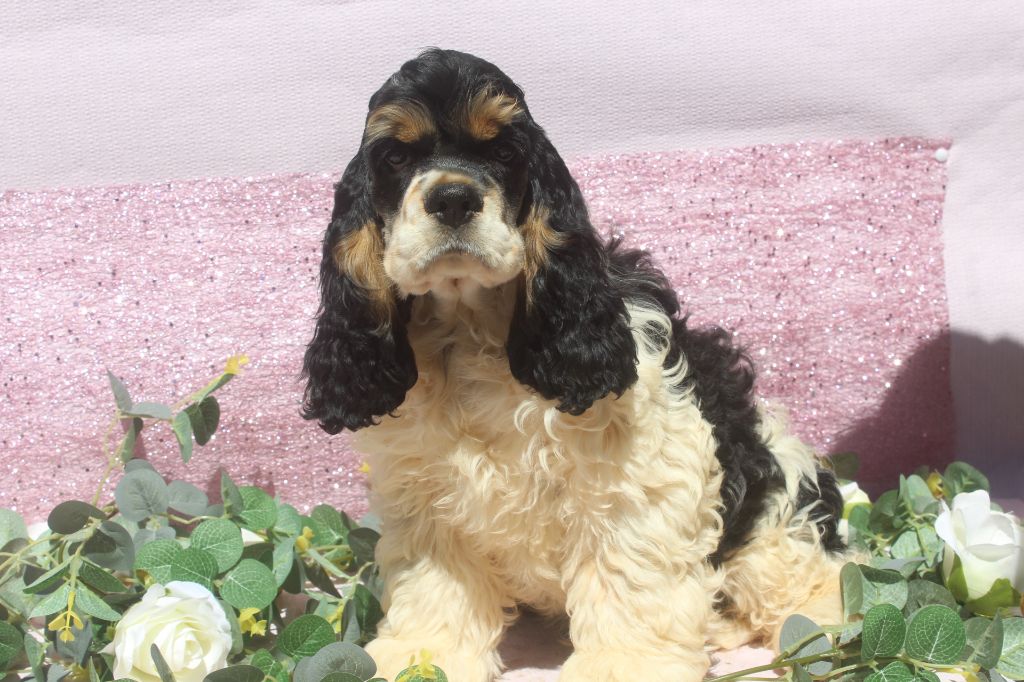 of caniland's dream - Chiots disponibles - American Cocker Spaniel