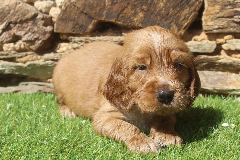 of caniland's dream - Chiots disponibles - Cocker Spaniel Anglais
