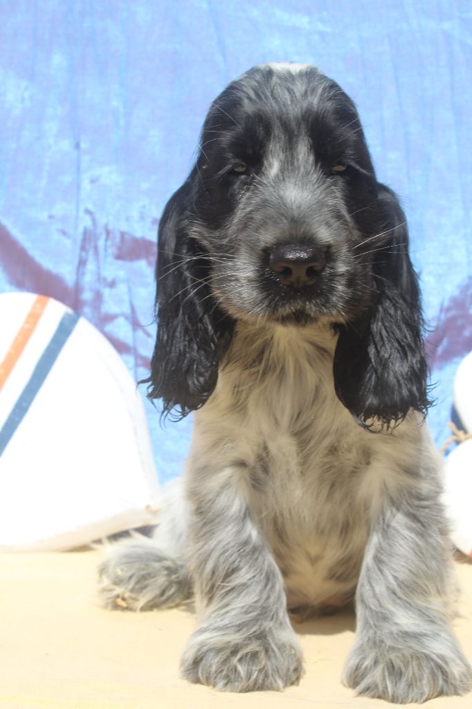 of caniland's dream - Chiots disponibles - Cocker Spaniel Anglais