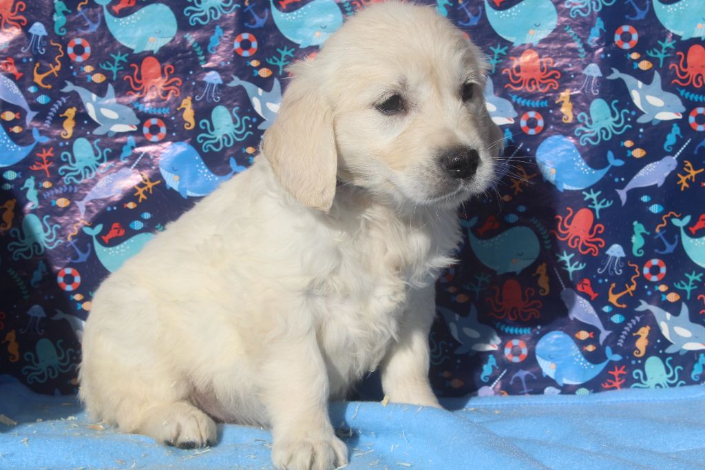 of caniland's dream - Chiots disponibles - Golden Retriever