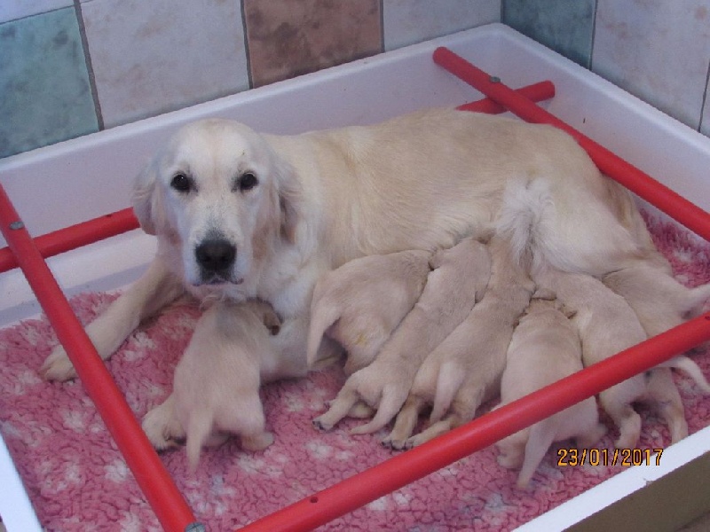 Chiot Golden Retriever of caniland's dream