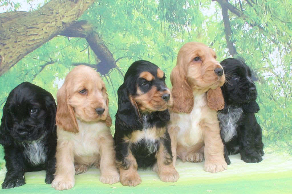 Chiot Cocker Spaniel Anglais of caniland's dream