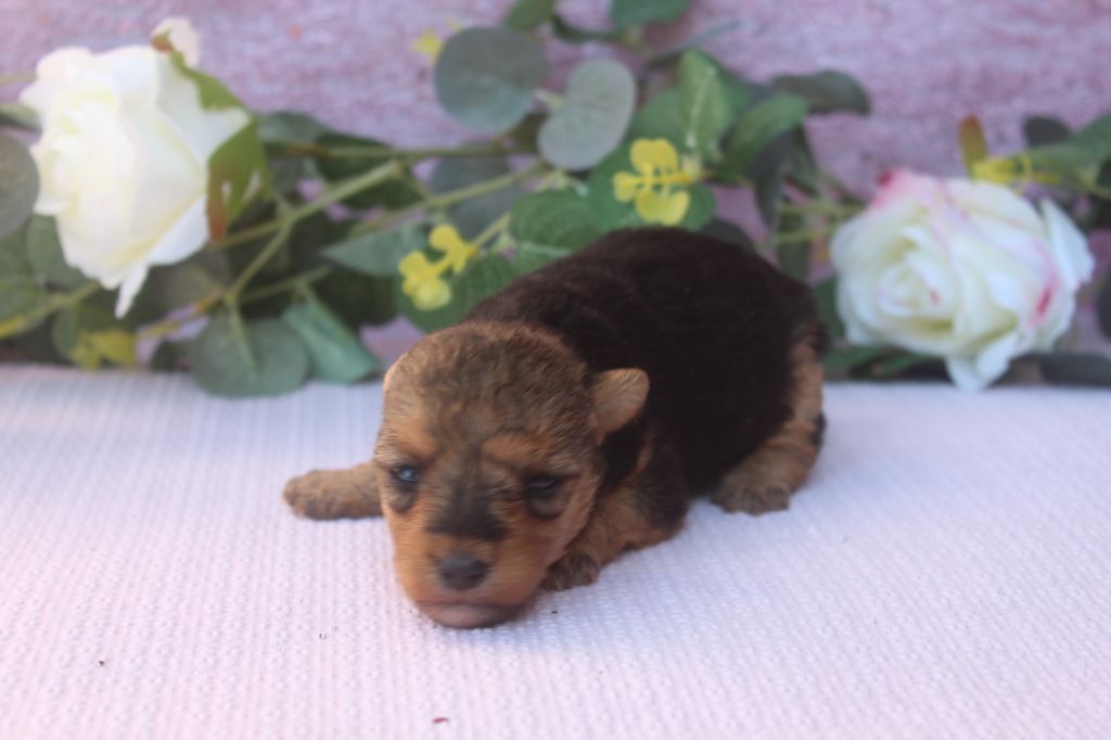 of caniland's dream - Chiots disponibles - Lakeland Terrier