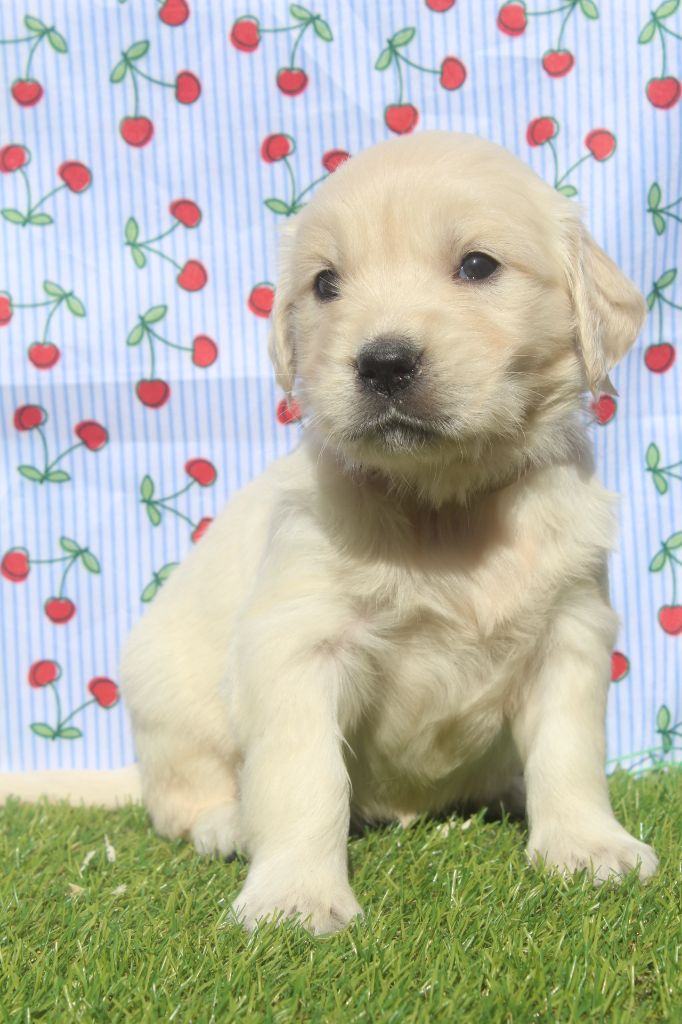 of caniland's dream - Chiots disponibles - Golden Retriever