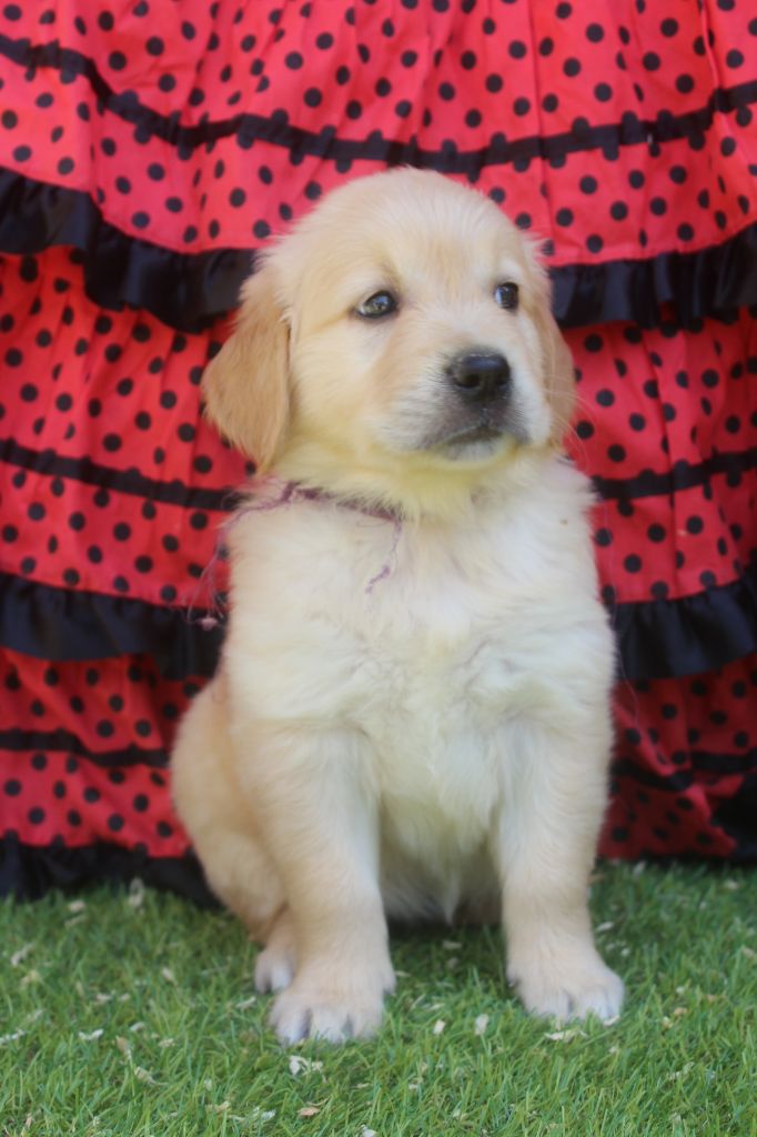 of caniland's dream - Chiots disponibles - Golden Retriever