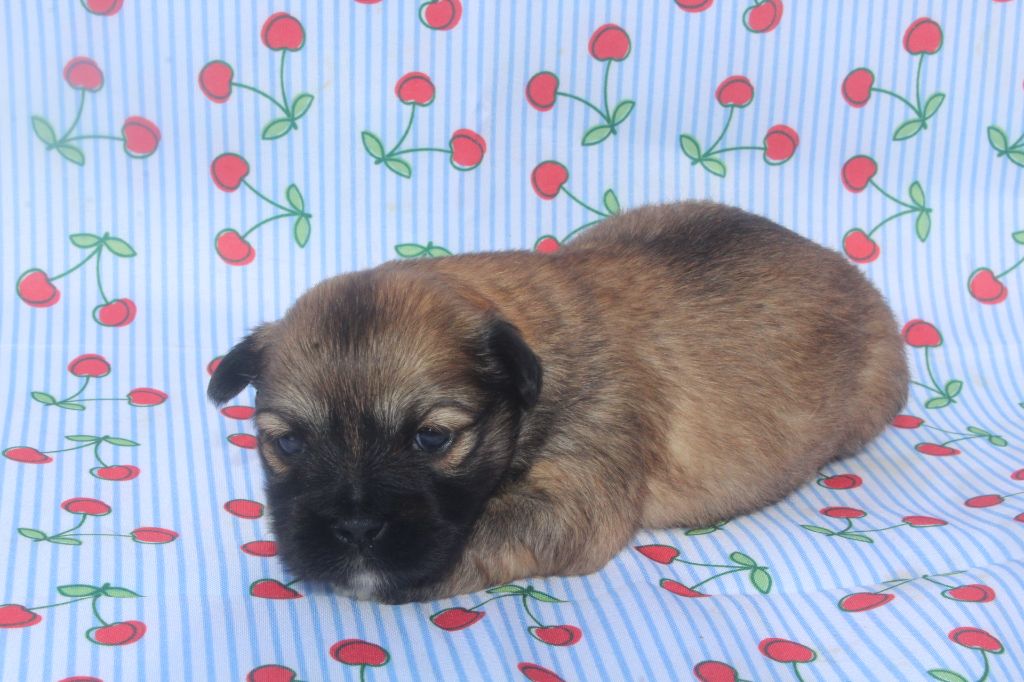 of caniland's dream - Chiots disponibles - Lhassa Apso
