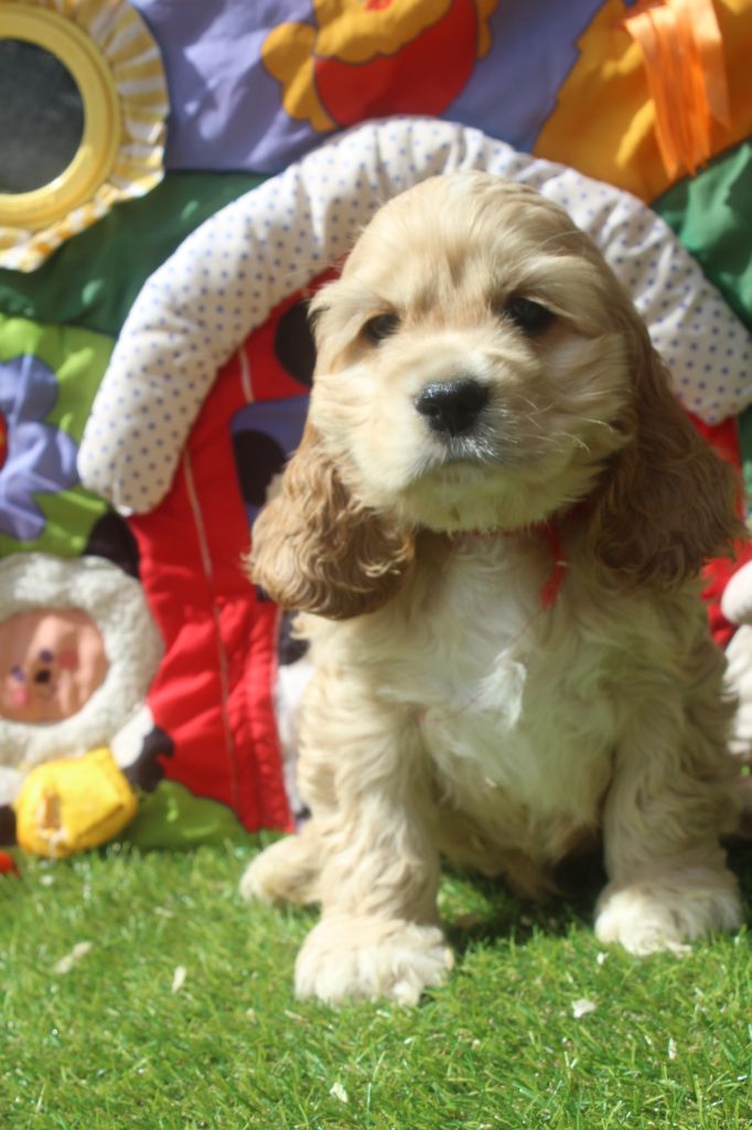 of caniland's dream - Chiots disponibles - American Cocker Spaniel