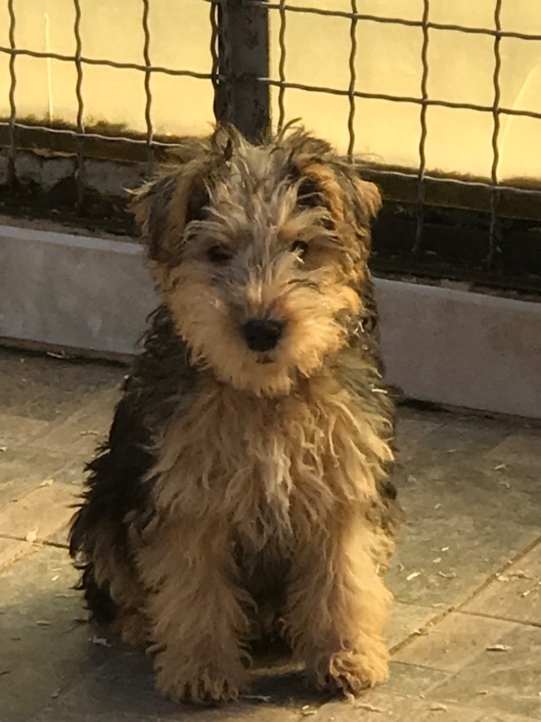 of caniland's dream - Chiots disponibles - Lakeland Terrier