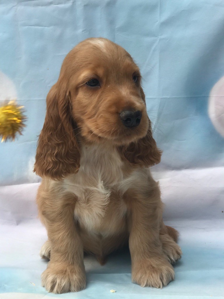 of caniland's dream - Chiots disponibles - Cocker Spaniel Anglais