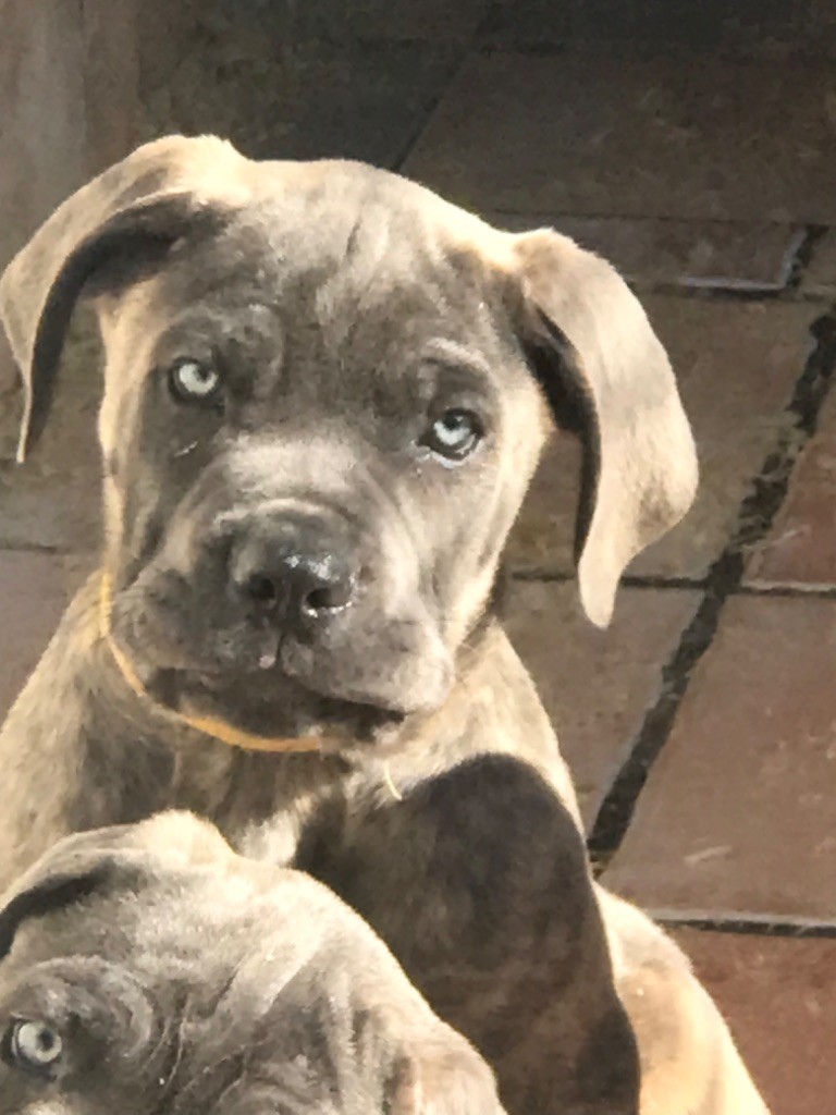 of caniland's dream - Chiots disponibles - Cane Corso