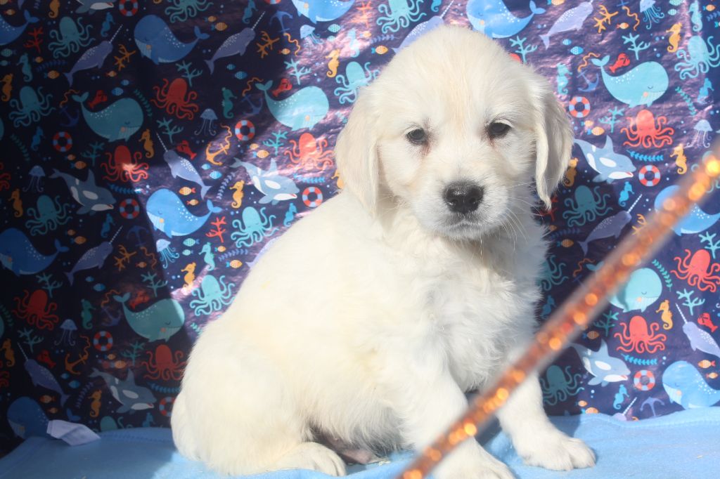 of caniland's dream - Chiots disponibles - Golden Retriever