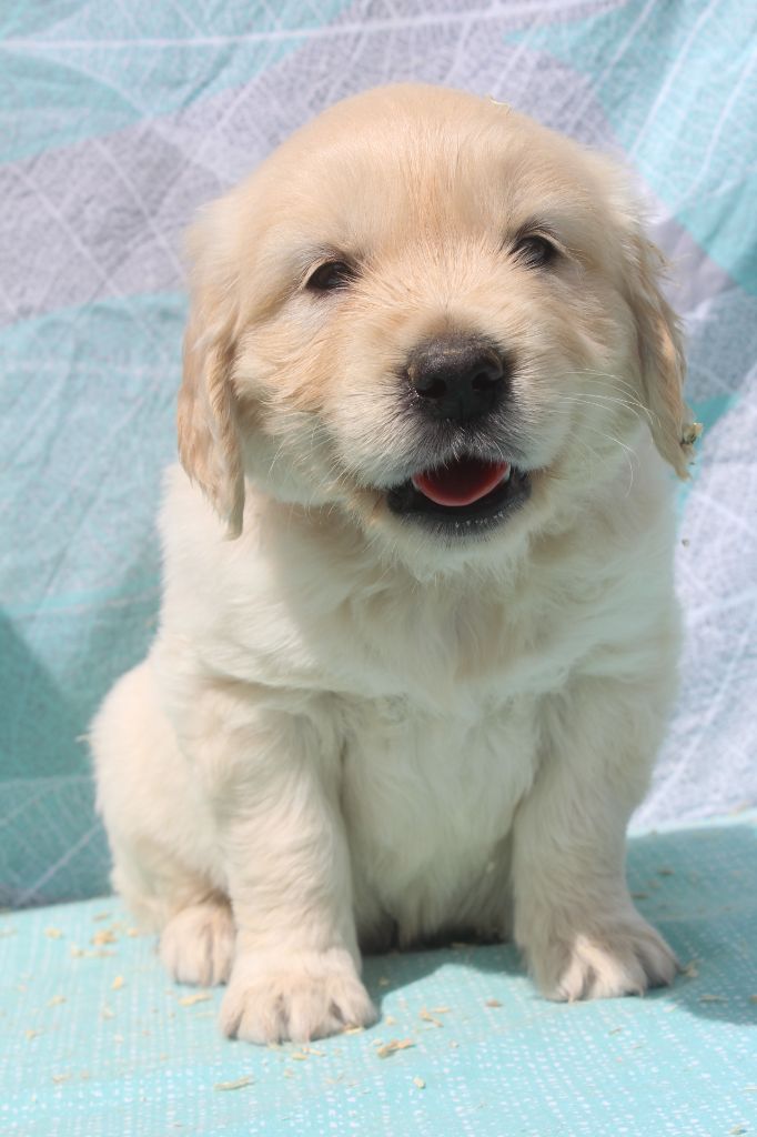 of caniland's dream - Chiots disponibles - Golden Retriever