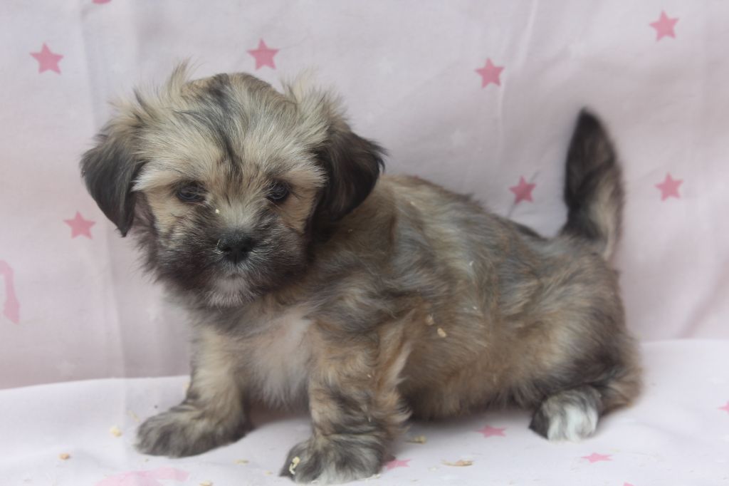 of caniland's dream - Chiots disponibles - Lhassa Apso