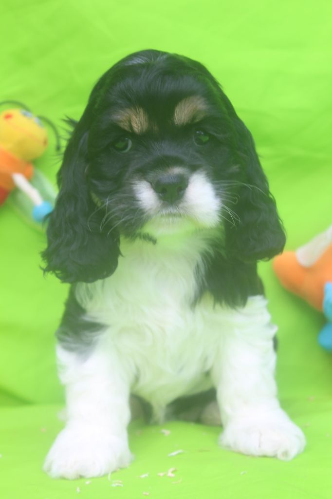 of caniland's dream - Chiots disponibles - American Cocker Spaniel