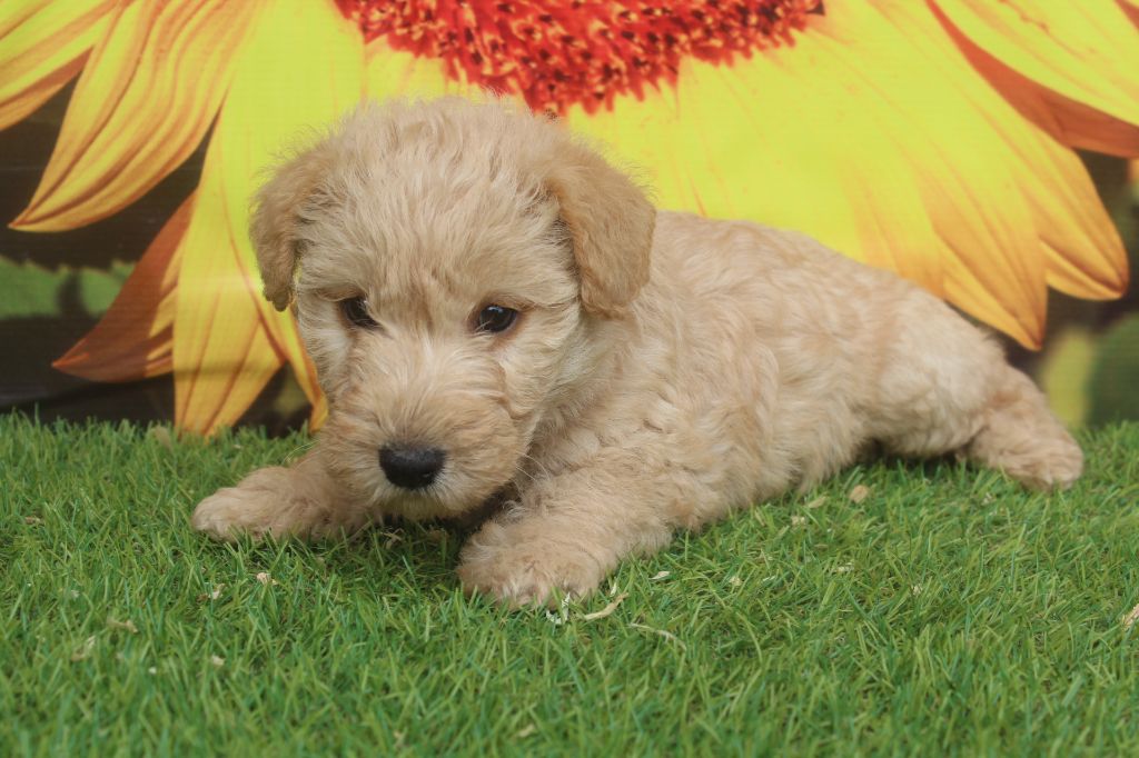 of caniland's dream - Chiots disponibles - Lakeland Terrier