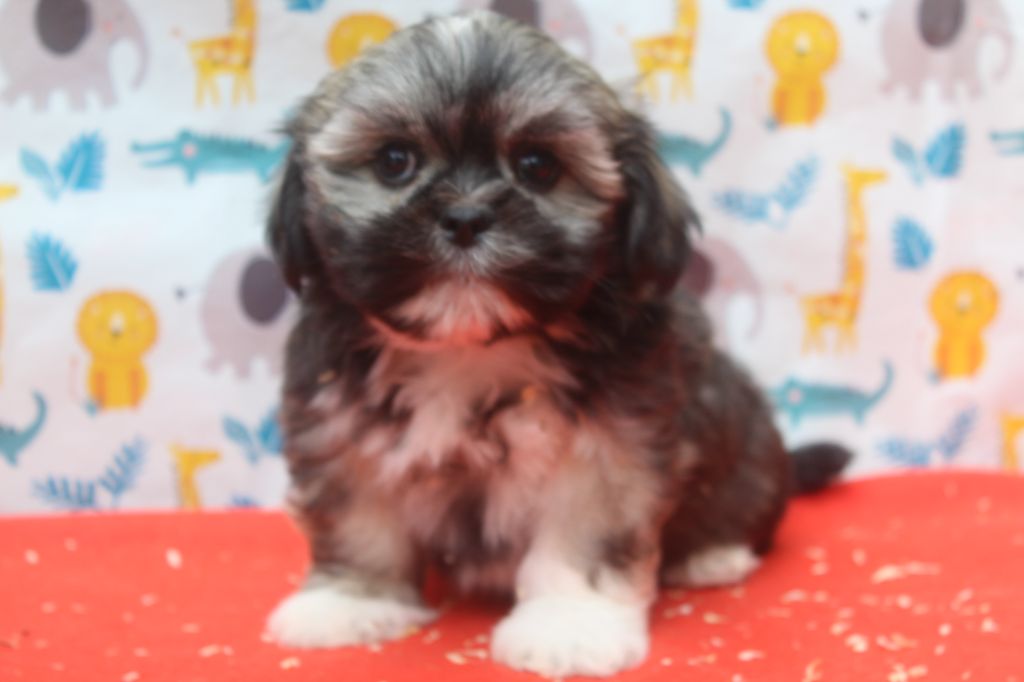 of caniland's dream - Chiots disponibles - Lhassa Apso