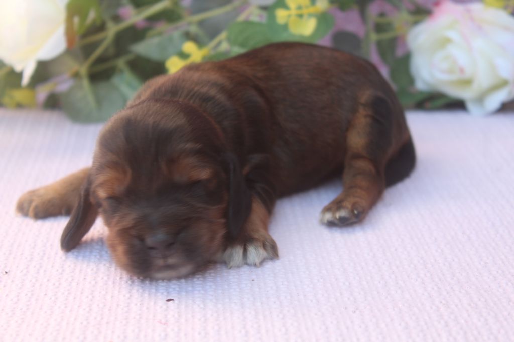 of caniland's dream - Chiots disponibles - Cocker Spaniel Anglais