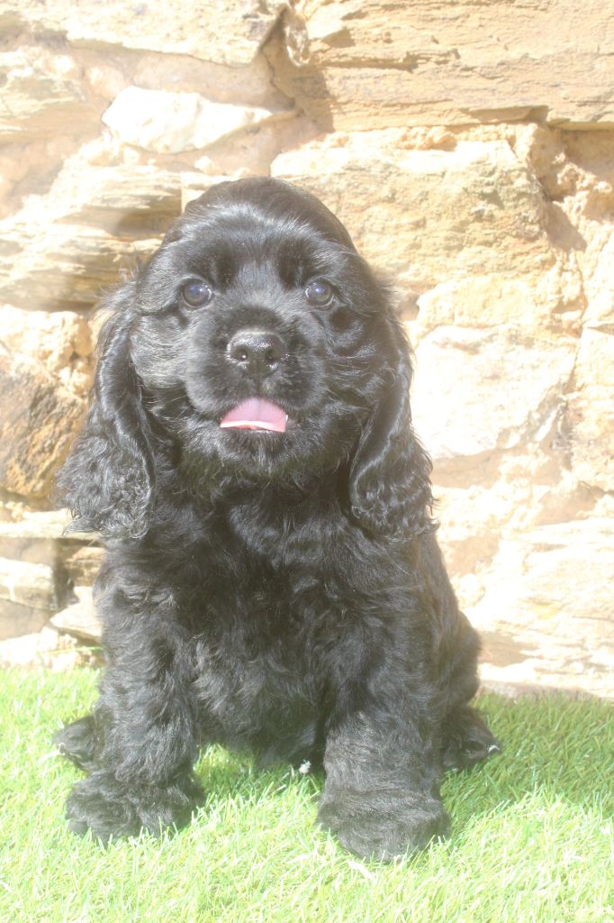 femelle noire TENDRESSE dite CHOUPETTE