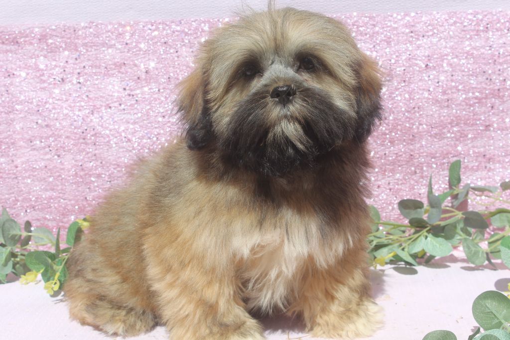 of caniland's dream - Chiots disponibles - Lhassa Apso